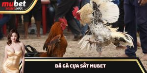 Đá Gà Cựa Sắt