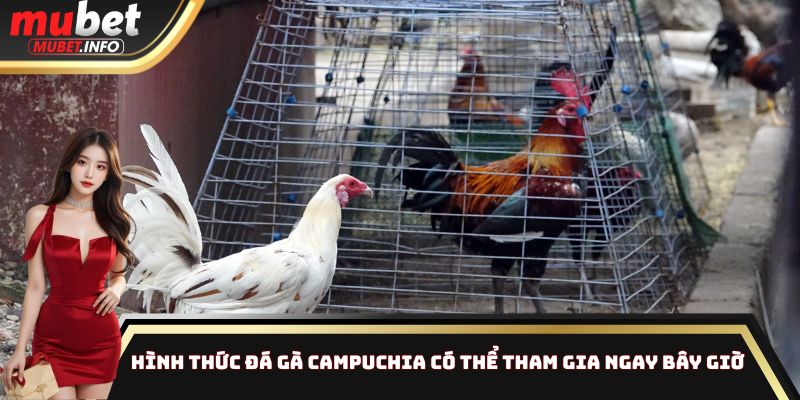 Hình thức đá gà Campuchia có thể tham gia ngay bây giờ