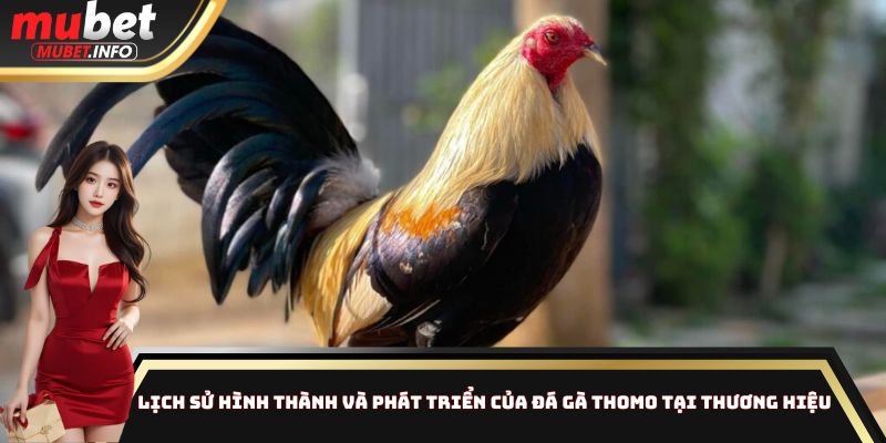 Lịch sử hình thành và phát triển của đá gà Thomo tại thương hiệu