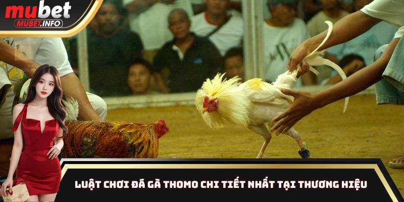 Luật chơi đá gà Thomo chi tiết nhất tại thương hiệu