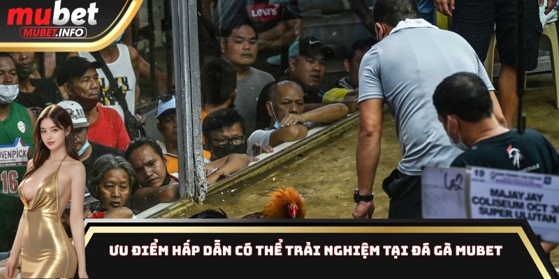 Ưu điểm hấp dẫn có thể trải nghiệm tại đá gà Mubet