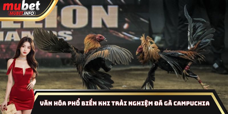 Văn hóa phổ biến khi trải nghiệm đá gà Campuchia