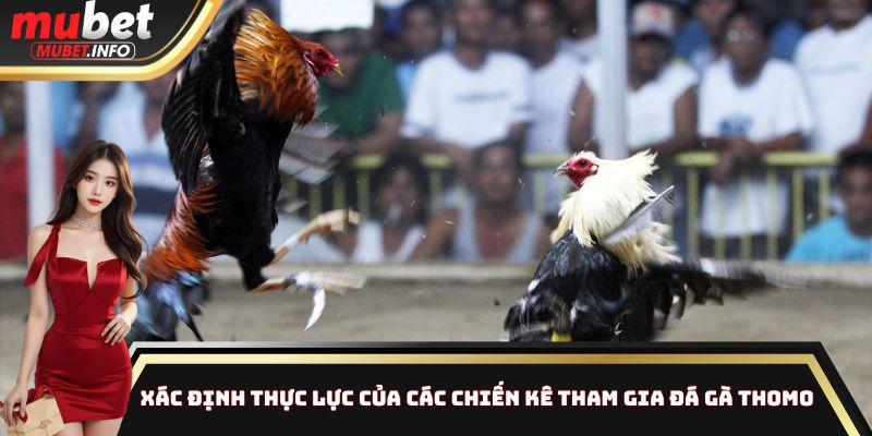 Xác định thực lực của các chiến kê tham gia đá gà Thomo